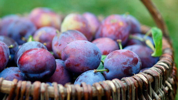 How Many Calories In One Plum - thenutritionfacts.com