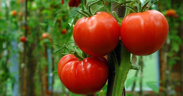Where Did Tomatoes Originate - thenutritionfacts.com