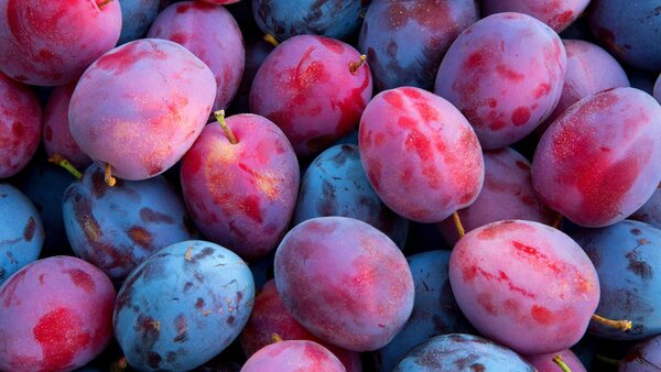 Plums Nutrition : Plum Good For You