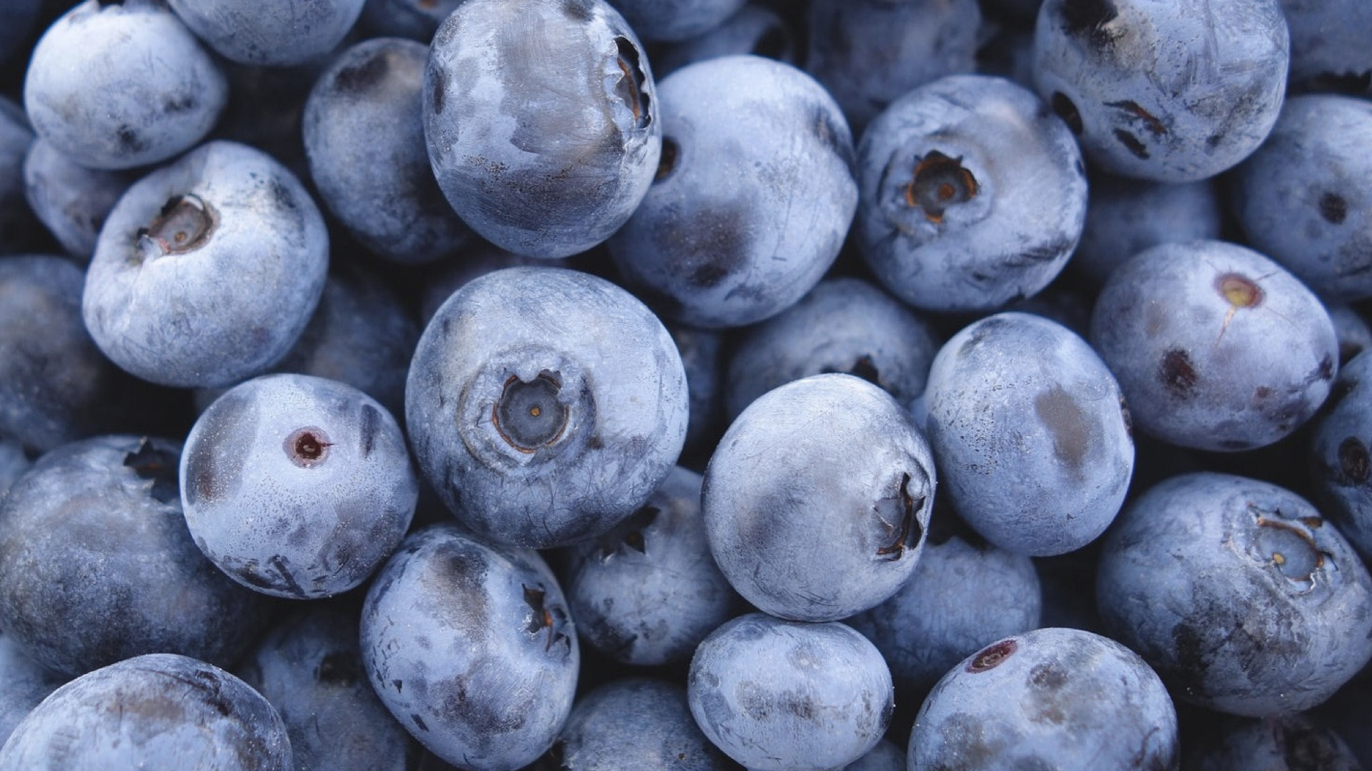 Blueberry Nutrition Facts : Is Blueberry Good For You