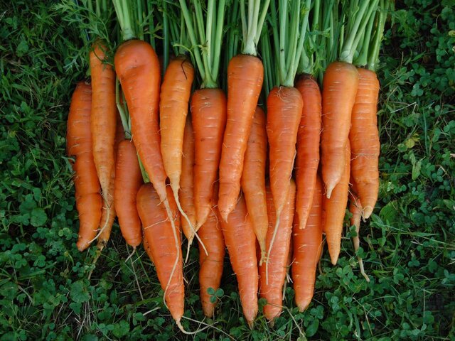 Carrots Nutrition : Are Carrots Good For You