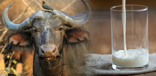 Buffalo Milk Nutrition : Is Buffalo Milk Good For You